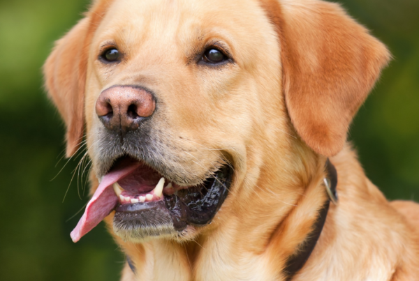 Labrador sable, les bases de l'éducation canine