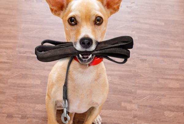 Apprendre la marche en laisse à ton chien