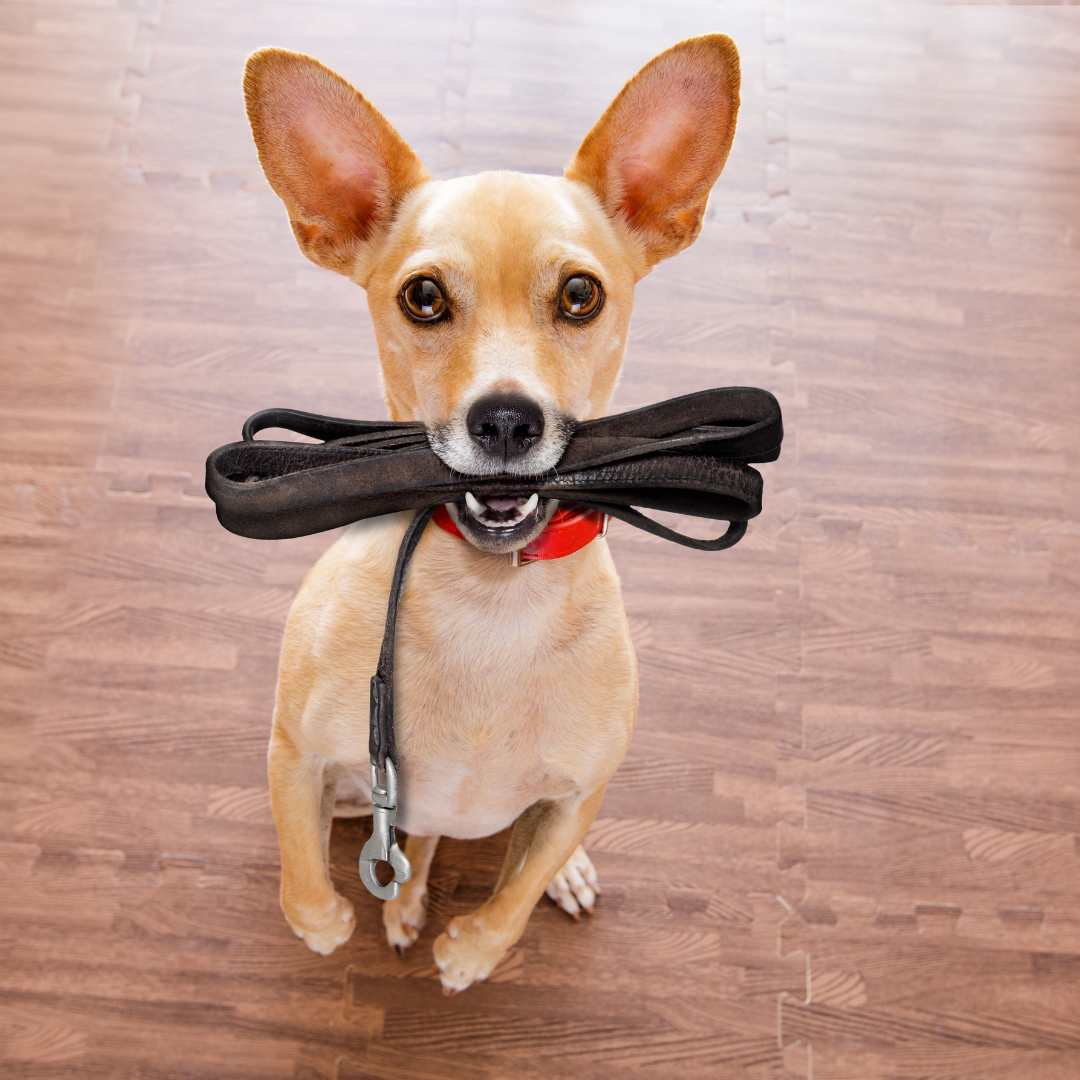 Apprendre la marche en laisse à ton chien