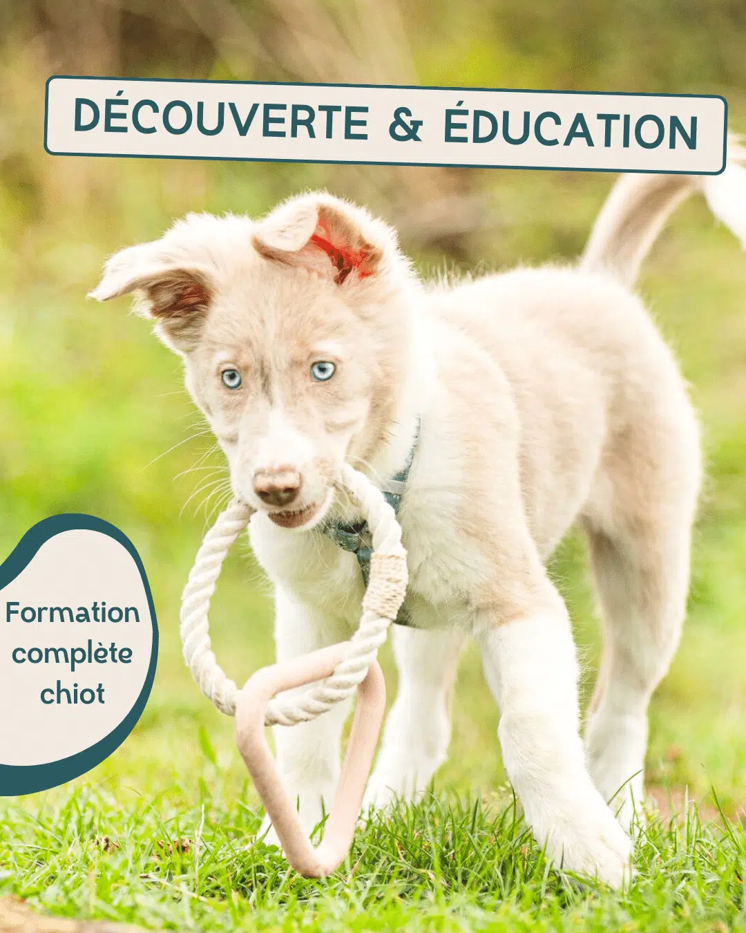 Formation chiot Danse avec ton chien