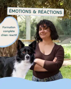 Formation reactivité danse avec ton chien