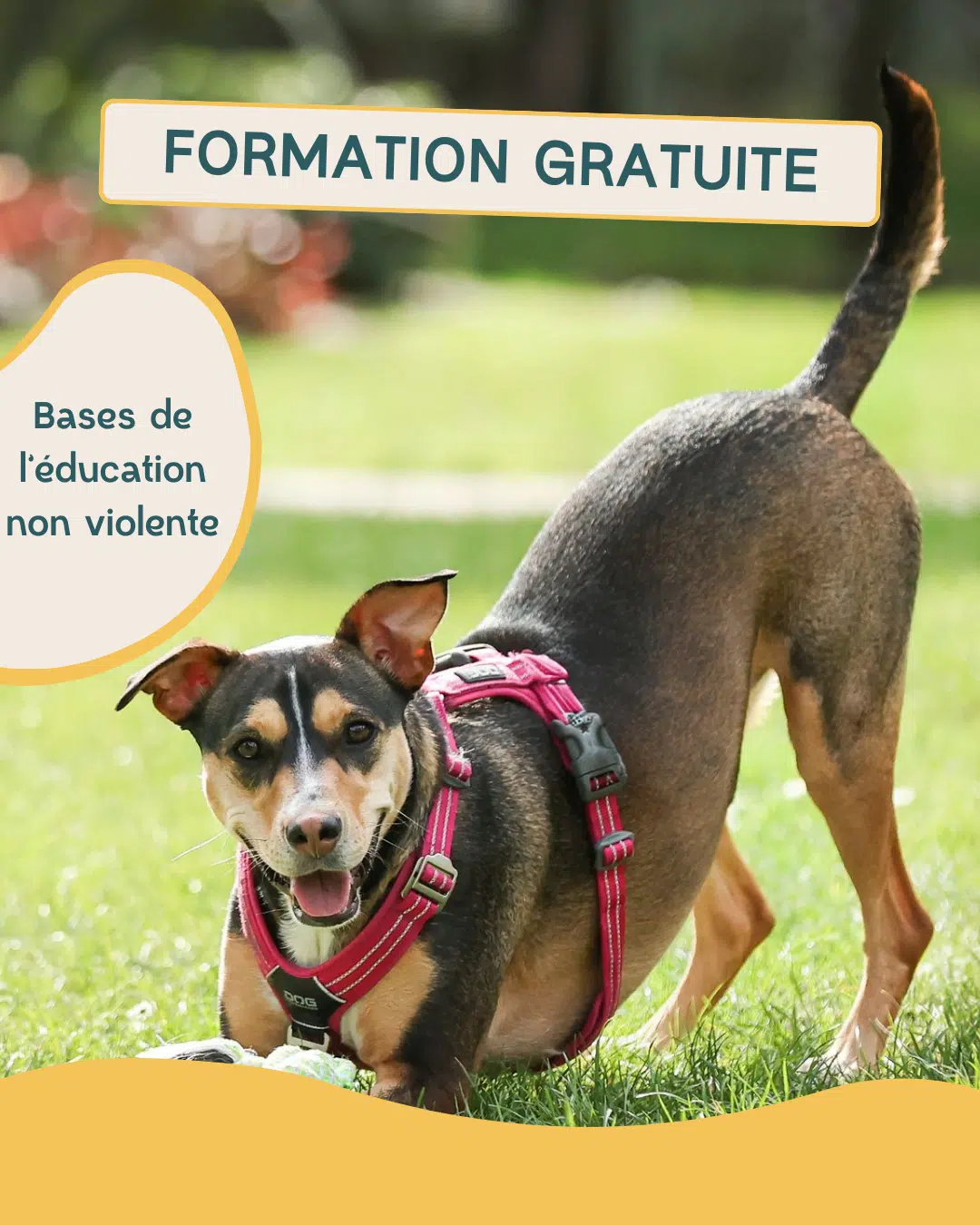 Formation gratuite Danse avec ton chien