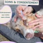 Formation sur les soins coopératifs avec le chien et le medical training