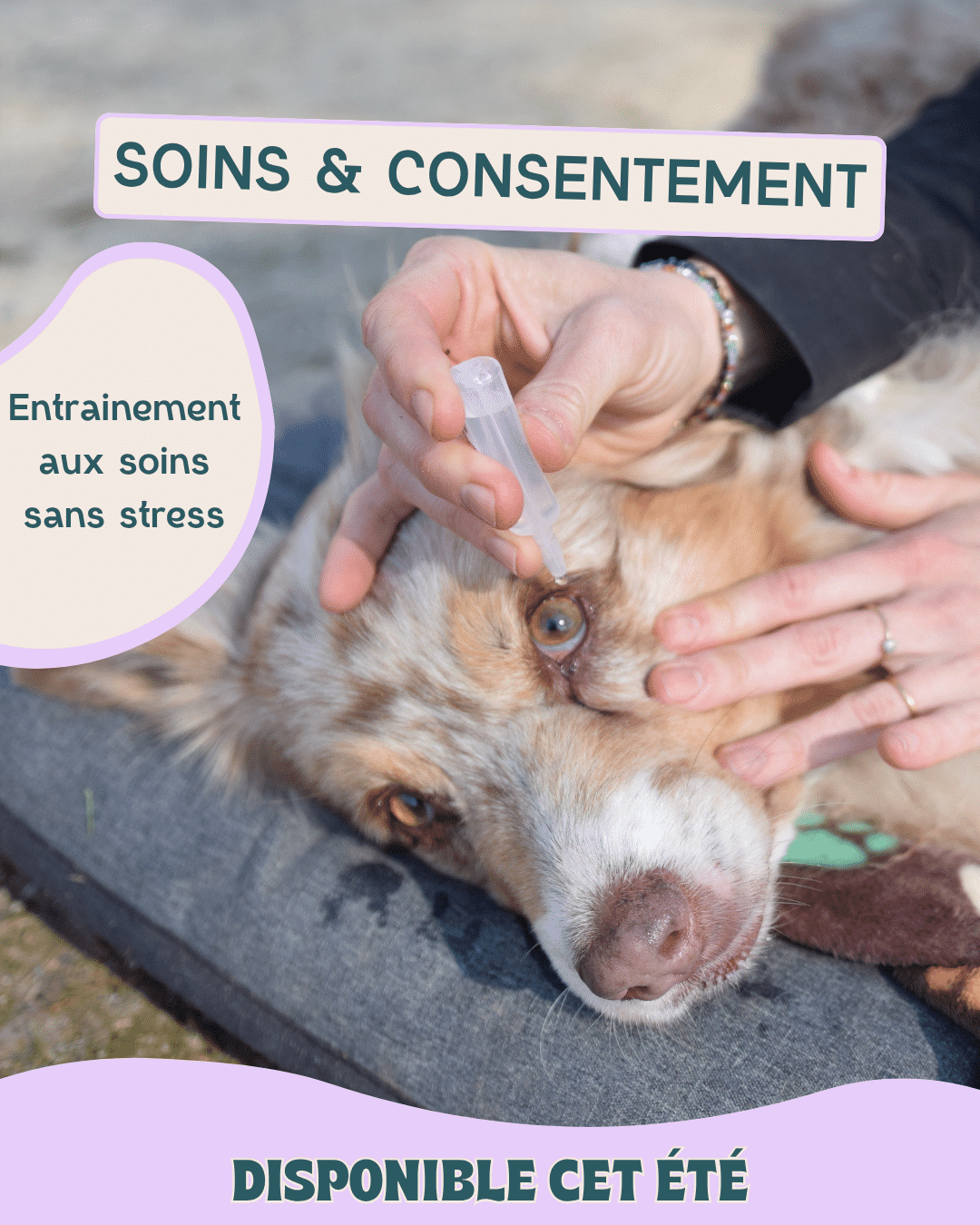 Formation sur les soins coopératifs avec le chien et le medical training