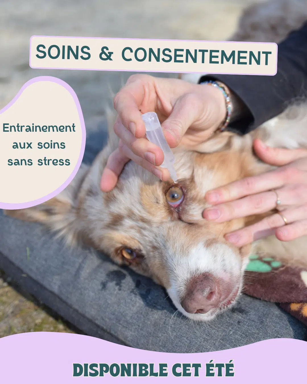 Formation sur les soins coopératifs avec le chien et le medical training