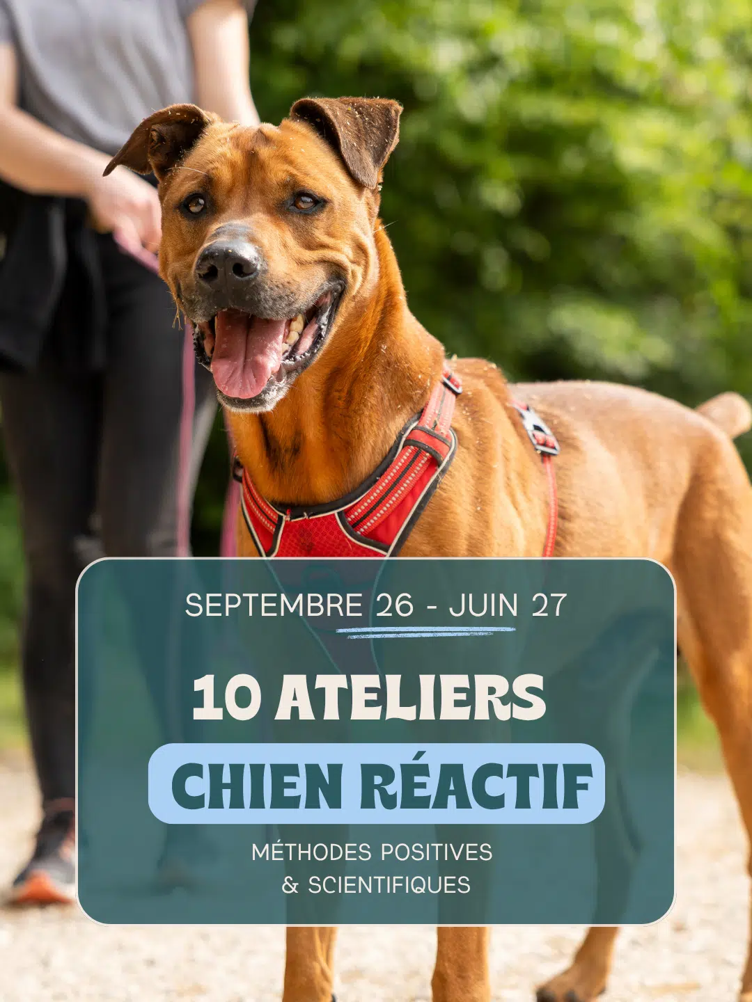 Les 10 conférences chien réactif