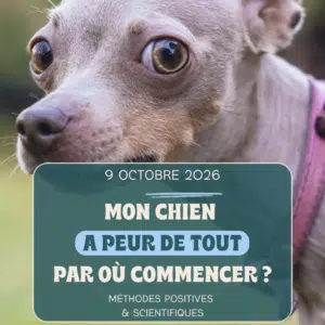 Atelier 2 chien réactif et sensible
