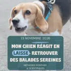 Atelier chien réactif en laisse