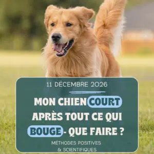Atelier 4 chien réactif predation