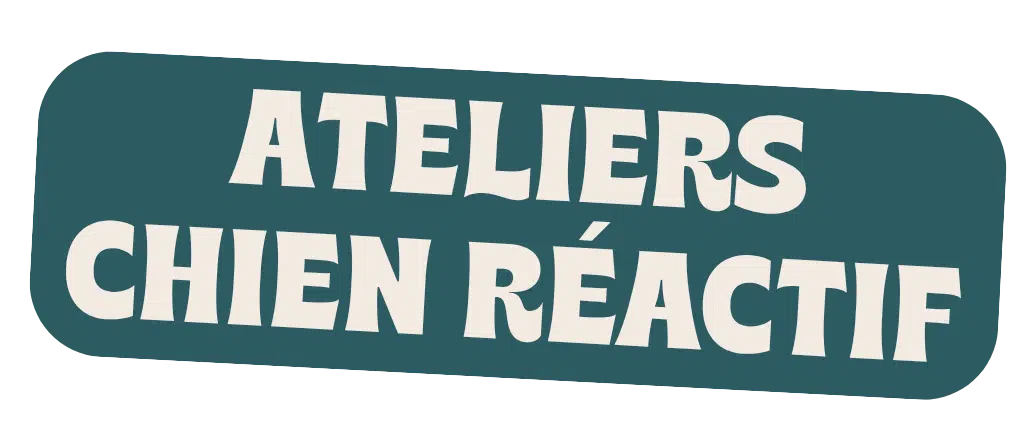 TITRE SECTION ATELIERS CHIEN REACTIFS