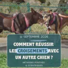 Atelier 1 chien réactif : croisement congénères