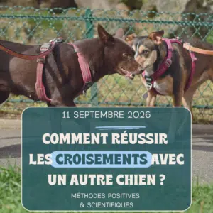 Atelier 1 chien réactif : croisement congénères