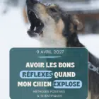 Les bons reflexes à développer quand un chien réactif explose