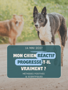 Comment savoir si un chien reactif progresse vraiment ?