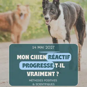 Comment savoir si un chien reactif progresse vraiment ?