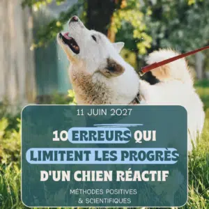 Les 10 erreurs qui ralentissent le plus la progression de votre chien réactif