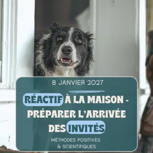 préparer l'arrivée des invitée avec un chien réactif