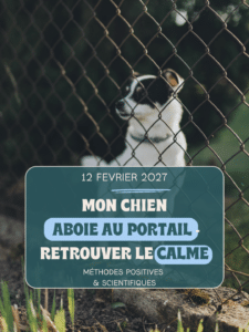 Atelier chien réactif au portail, comment retrouver le calme ?