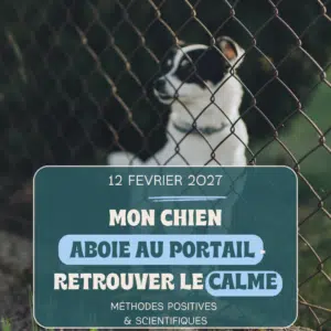 Atelier chien réactif au portail, comment retrouver le calme ?