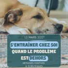 Pourquoi et comment entrainer un chien réactif en éducation positive