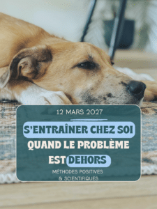 Pourquoi et comment entrainer un chien réactif en éducation positive