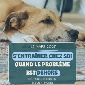Pourquoi et comment entrainer un chien réactif en éducation positive