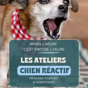 Les replays des ateliers chiens reactifs